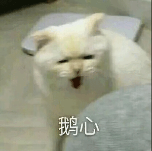 萌宠 猫咪 鹅心 呆萌 可爱