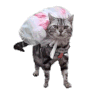萌宠 猫咪 走了 呆萌 可爱