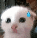 萌宠 猫咪 尴尬 呆萌 可爱