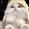 萌宠 猫咪 卖萌 呆萌 可爱