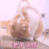 萌宠 猫咪 老子认错 呆萌 可爱