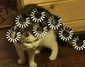 萌宠 猫咪 思考 呆萌 可爱