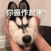 萌宠 狗狗 你振作起来 呆萌 可爱