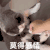 萌宠 猫咪 莫得感情 呆萌 可爱