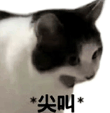 萌宠 猫咪 尖叫 呆萌 可爱