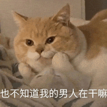 萌宠 猫咪 也不知道我的男人在干嘛 呆萌 可爱