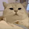 萌宠 猫咪 困 呆萌 可爱