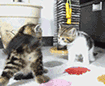 两只猫打架的动态图图片