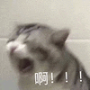 萌宠 猫咪 啊 呆萌 可爱