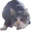 萌宠 猫咪 盯 呆萌 可爱