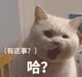 萌宠 猫咪 有这事哈 呆萌 可爱