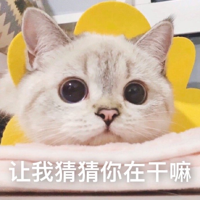 萌宠gif猫星人gif让我猜猜你在干嘛gif好奇gif搞怪gif呆萌gif