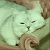 萌宠 猫咪 睡觉 呆萌 可爱