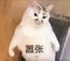 萌宠 猫咪 嚣张 呆萌 可爱