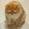 萌宠 猫咪 生气 呆萌 可爱
