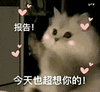 萌宠 猫咪 报告今天也超想你的 呆萌 可爱