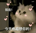 萌宠 猫咪 报告今天也超想你的 呆萌 可爱