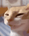 萌宠 猫咪 开心 呆萌 可爱