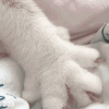 萌宠 猫咪 呆萌 可爱