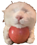 萌宠 猫咪 睡觉 呆萌 可爱