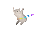 萌宠 猫咪 转圈 呆萌 可爱