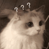 萌宠 猫咪 ？ 呆萌 可爱