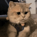 萌宠 猫咪 无辜 呆萌 可爱