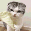 萌宠 猫咪 吃 呆萌 可爱