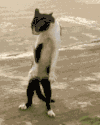 萌宠 猫咪 跳舞 呆萌 可爱