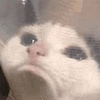 萌宠 猫咪 伤心 呆萌 可爱