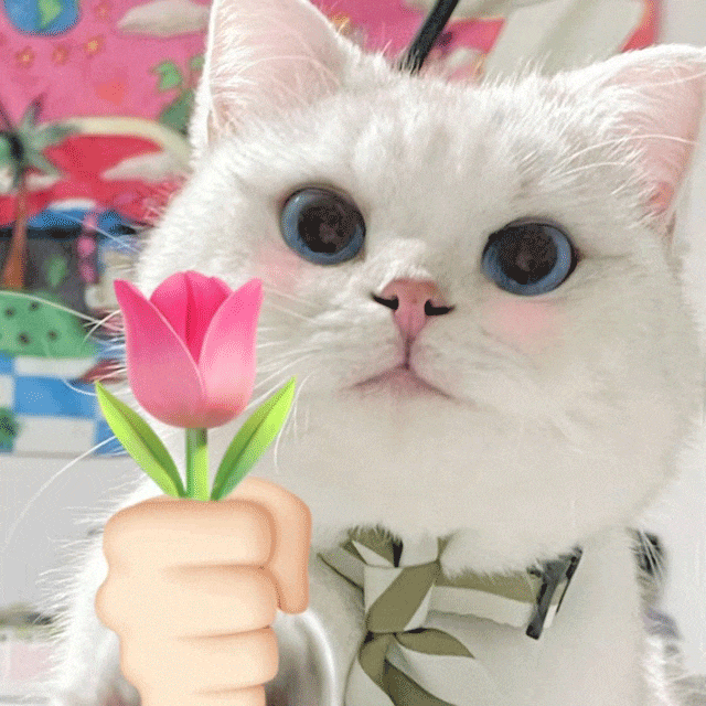 萌宠 猫咪 花 呆萌 可爱