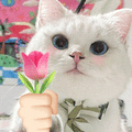 萌宠 猫咪 花 呆萌 可爱