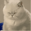 萌宠 猫咪 伤心 呆萌 可爱