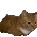 萌宠 猫咪 冲 呆萌 可爱
