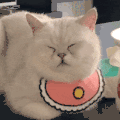 萌宠 猫咪 闭眼 呆萌 可爱
