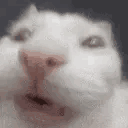萌宠 猫咪 鬼脸 呆萌 可爱