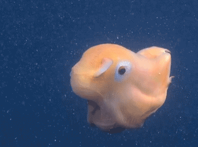 鱼吐泡泡动态图片图片