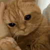 萌宠 猫咪 摸头 呆萌 可爱