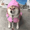 萌宠 狗狗 生气 呆萌 可爱