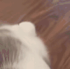 萌宠 猫 爪子 呆萌 可爱