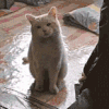 萌宠 猫咪 不开心 呆萌 可爱