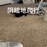 萌宠 猫咪 阴暗地爬行 呆萌 可爱