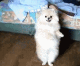 狗子跳舞表情包图片