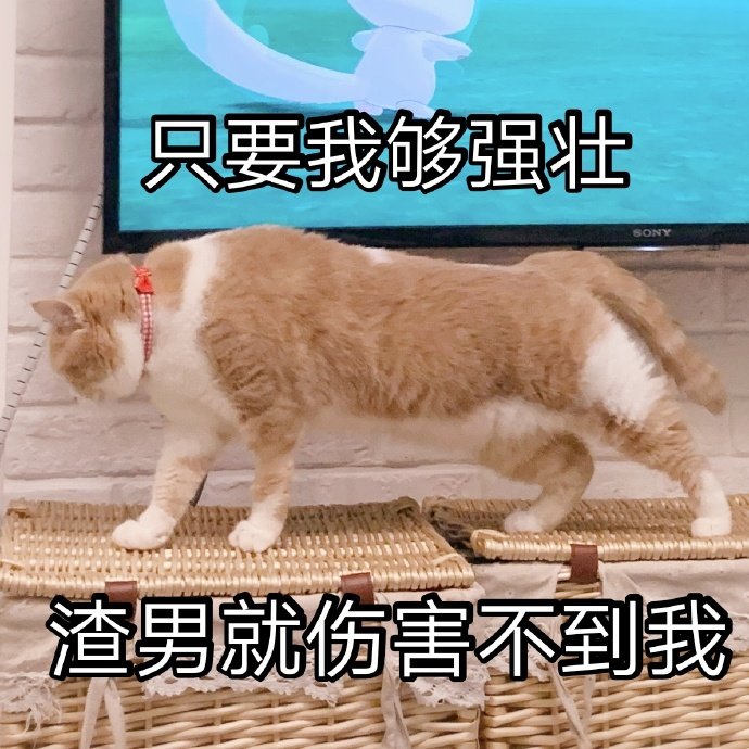 猫星人只要我够强壮渣男就伤害不到我呆萌可爱gif动图