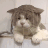 萌宠 猫咪 落水 呆萌 可爱