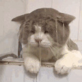 萌宠 猫咪 落水 呆萌 可爱