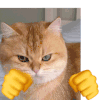 猫猫狗狗 打拳 魔性 沙雕 搞笑 逗