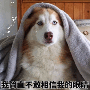 狗狗