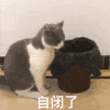 萌宠 猫咪 自闭了 呆萌 可爱