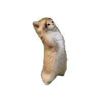 猫咪 猫meme 可爱 搞怪